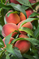 Ripe peach fruit