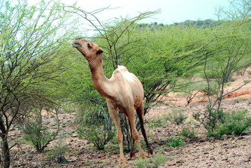 A Camel Eating Leaves