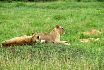 Fototapeta na wymiar Two Lions in the Grass