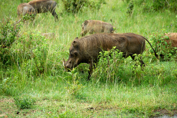 Warthogs in the Grass