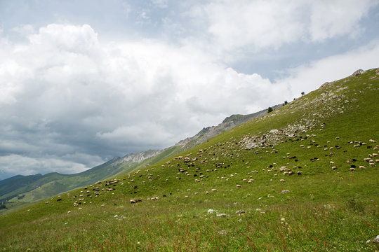 flock of sheep grazing in the mountains in the summer