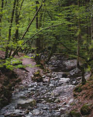 Fototapeta na wymiar River in the Ardennes