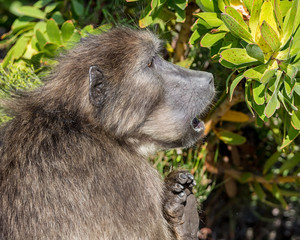 Chacma baboon