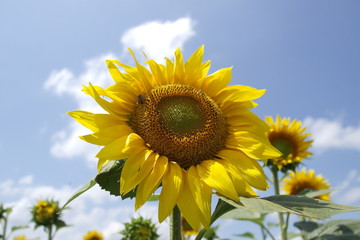 sunflowers. field of sunflowers