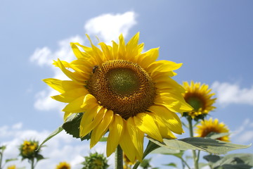 sunflowers. field of sunflowers