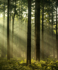 Light rays at sunrise in a forest