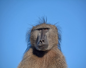 Male Chacma baboon