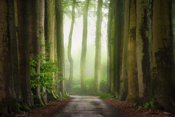 Fototapeta premium Light and fog at the end of the forest lane