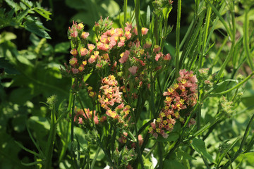 Flowering brown yellow limonium - flowers grow in the garden background