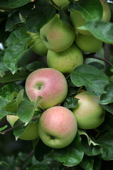 On the branches of a tree green-red apples mature
