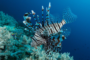indian lionfish fish hunting