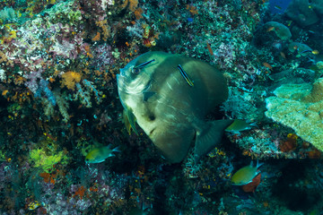 teira Batfish fish with bluestreak cleaner wrasse