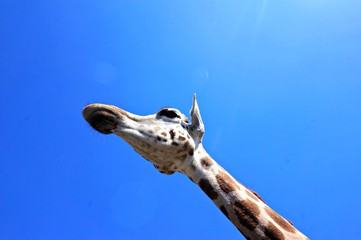 Giraffe