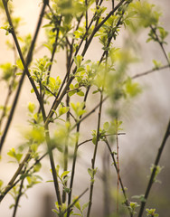 Close up of willow twigs