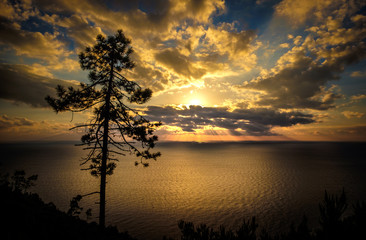 Mediterranean sunset in Liguria with pine silhouette