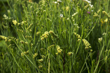 Blooming white, yellow and pink flowers, limonium grow in the garden, background