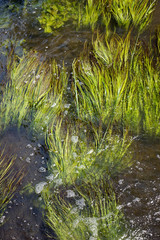 Pond grass in the river Stort flowing along as the current demands providing a sanctuary to the...