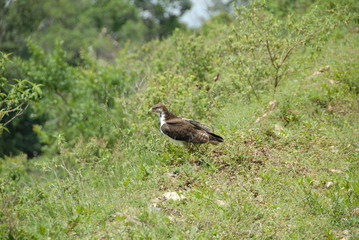 A Bird in the Wild