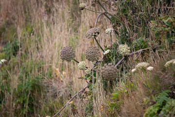 Coastal Plants and Dried Grasses Clinging to Oceanside Cliffs in the Pacific Northwest and Central...
