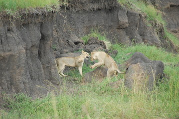 Lions Fighting Each Other