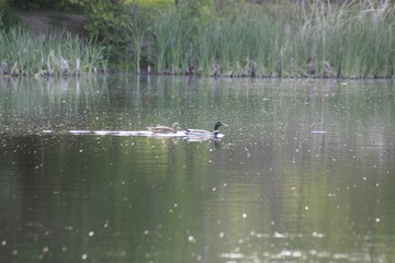 Пейзажи Саратова