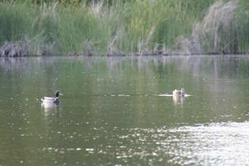 Пейзажи Саратова