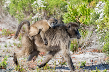 Chacma baboon Mother And Baby