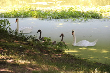 Cygnes