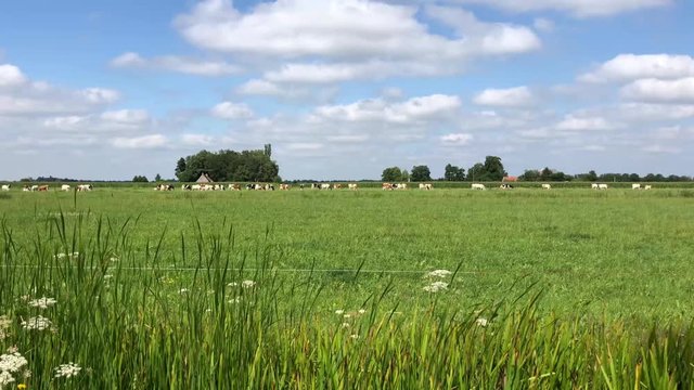 Cows and farmland near Gorredijk in Friesland The Netherlands