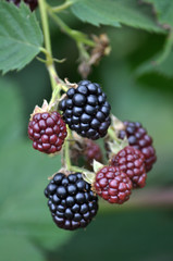 Blackberry bush with berries