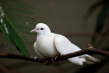White dove perched on a branch