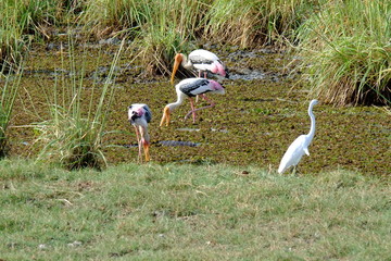 Oiseaux Bundala National Park © Laura