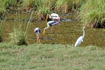 Oiseaux Bundala National Park © Laura