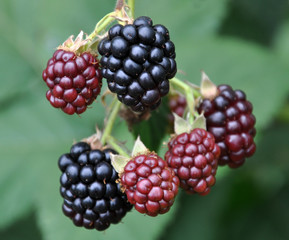 Blackberry bush with berries