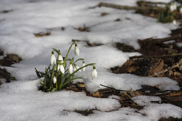 Schneeglöckchen kämpft sich durch Schneedecke