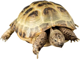 Naklejka premium Turtle