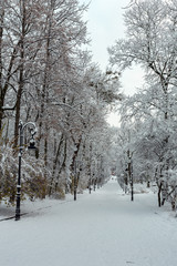 Winter park in Lviv city, Ukraine