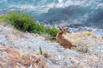 high angle view of young goat on steep drop-off against sea