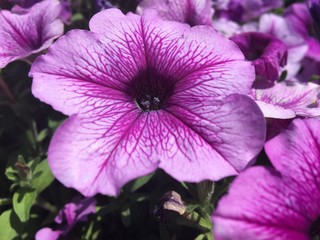 light and dark purple petunias