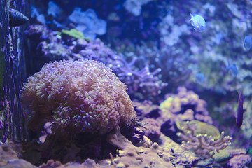 a sea anemone in a fish tank