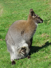 Kangourou, Wallaby et son bébé