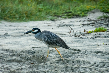 Heron Walking Beach