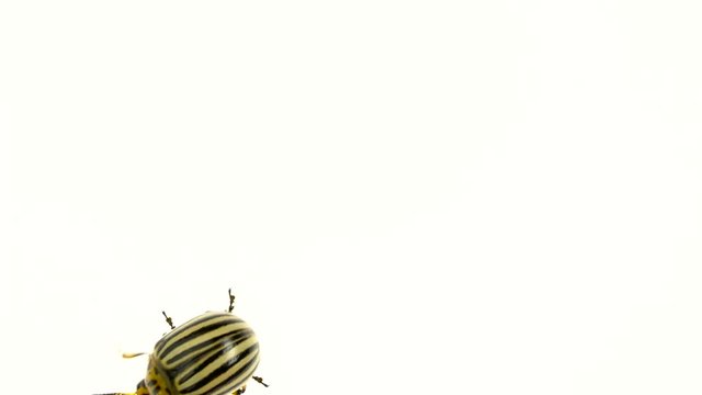 Colorado potato beetle bug walking on white background