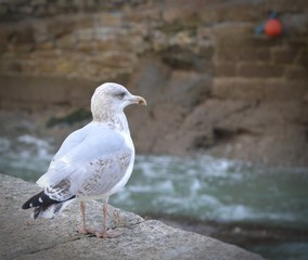 Möwe