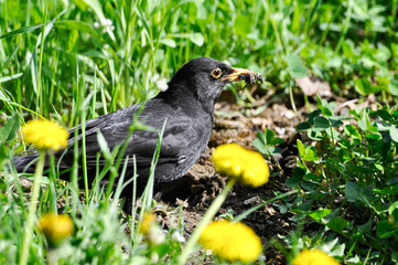 Obraz premium Blackbird, take these broken wings and learn to fly!