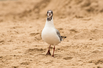 A suspicious seagull on a beach