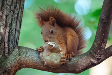 A hungry squirrel with a delicious mushroom