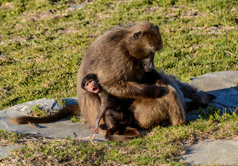 Mothern Baboon with baby