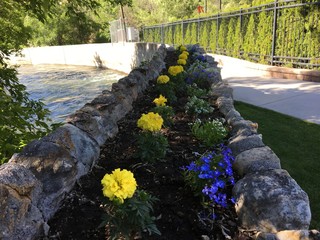 row of yellow mums