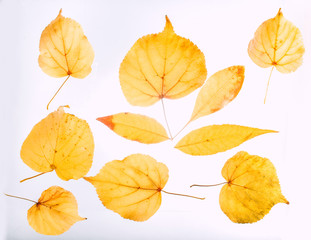 Autumn Set Leaves